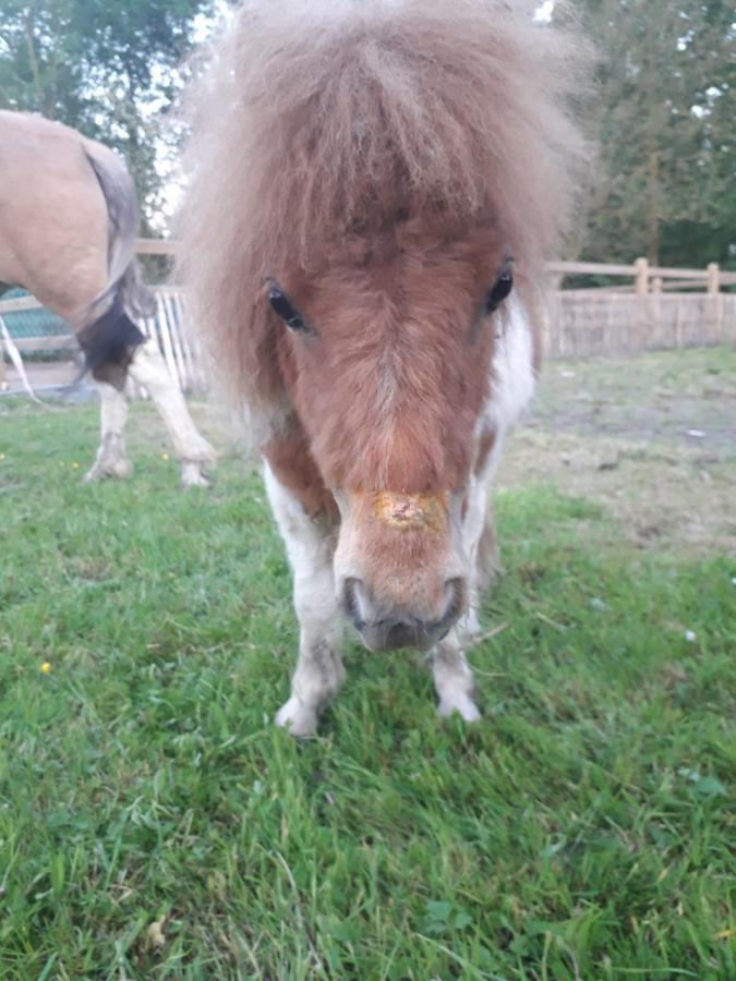 B&B Dotter 17 Erpe-Mere Bagian luar foto