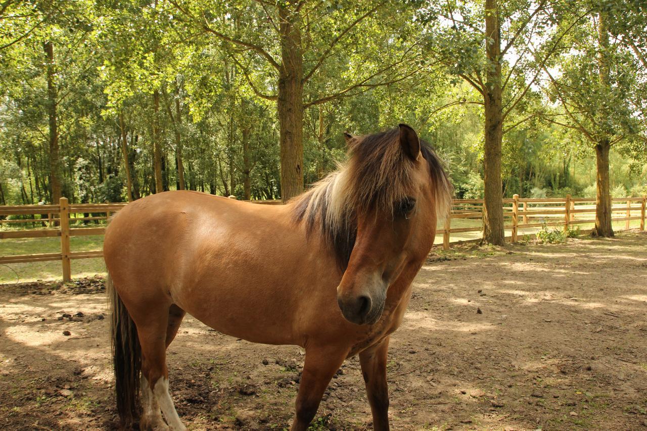 B&B Dotter 17 Erpe-Mere Bagian luar foto